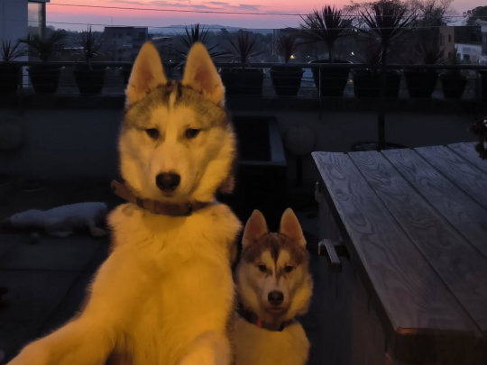 IKC registered 6 month puppies